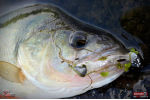 Ripper REDBASS KICKER XS - 42 mm