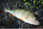 Ripper REDBASS KICKER XS - 42 mm