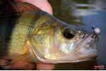 Ripper REDBASS KICKER XS - 42 mm
