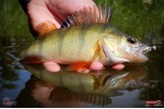 Ripper REDBASS KICKER XS - 42 mm