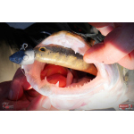Ripper REDBASS KICKER XXL - 200 mm