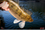 Ripper REDBASS KICKER XX - 155 mm