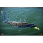 Ripper REDBASS KICKER XXL - 200 mm