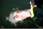 Ripper REDBASS KICKER XX - 155 mm