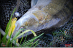 Ripper REDBASS KICKER L - 100 mm