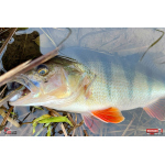 Twister REDBASS KIXTER L - 100 mm