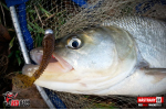 Ripper REDBASS MAGNETO S - 67 mm