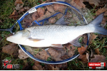 Ripper REDBASS MAGNETO S - 67 mm