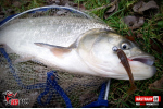 Ripper REDBASS MAGNETO S - 67 mm