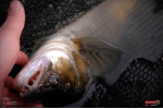 Ripper REDBASS MAGNETO S - 67 mm