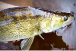 Ripper REDBASS MAGNETO S - 67 mm