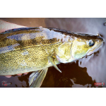 Ripper REDBASS MAGNETO S - 67 mm