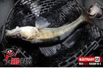 Ripper REDBASS MAGNETO S - 67 mm