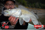 Ripper REDBASS MAGNETO L - 96 mm