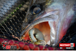 Ripper REDBASS MAGNETO S - 67 mm