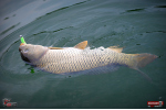 Ripper REDBASS MAGNETO S - 67 mm