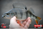 Ripper REDBASS MAGNETO S - 67 mm
