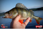 Ripper REDBASS MAGNETO S - 67 mm