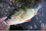 Ripper REDBASS MAGNETO S - 67 mm