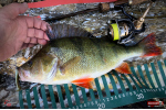 Ripper REDBASS MAGNETO S - 67 mm