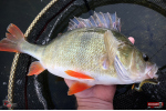 Ripper REDBASS MAGNETO S - 67 mm