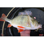 Ripper REDBASS MAGNETO S - 67 mm