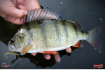 Ripper REDBASS MAGNETO S - 67 mm