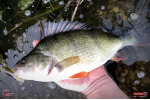 Ripper REDBASS MAGNETO S - 67 mm
