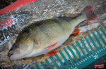 Ripper REDBASS MAGNETO S - 67 mm