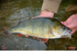 Ripper REDBASS MAGNETO S - 67 mm