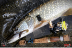 Ripper REDBASS MAGNETO S - 67 mm