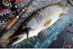 Ripper REDBASS MAGNETO S - 67 mm