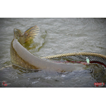 Ripper REDBASS MAGNETO S - 67 mm