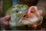 Ripper REDBASS MAGNETO S - 67 mm