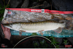 Ripper REDBASS MAGNETO S - 67 mm