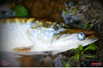 Ripper REDBASS MAGNETO S - 67 mm
