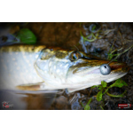 Ripper REDBASS MAGNETO S - 67 mm