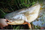 Ripper REDBASS MAGNETO S - 67 mm