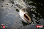 Ripper REDBASS MAGNETO S - 67 mm