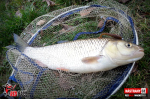 Ripper REDBASS MAGNETO S - 67 mm