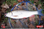 Ripper REDBASS MAGNETO S - 67 mm