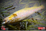 Ripper REDBASS MAGNETO XS - 53 mm