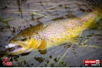 Ripper REDBASS MAGNETO XS - 53 mm