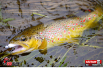 Ripper REDBASS MAGNETO XS - 53 mm