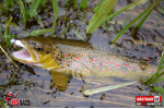 Ripper REDBASS MAGNETO XS - 53 mm