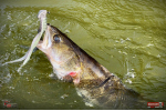 Nymfa REDBASS Nr. 1 XX - 155 mm - 1 ks
