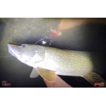 Nymfa REDBASS Nr. 1 XXL - 200 mm - 1 ks
