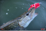 Nymfa REDBASS Nr. 1 XX - 155 mm - 1 ks