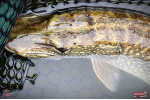 Nymfa REDBASS Nr. 1 XX - 155 mm - 1 ks