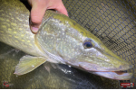Nymfa REDBASS Nr. 1 XX - 155 mm - 1 ks